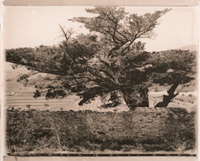Der verwegene Baum von Port Vendres